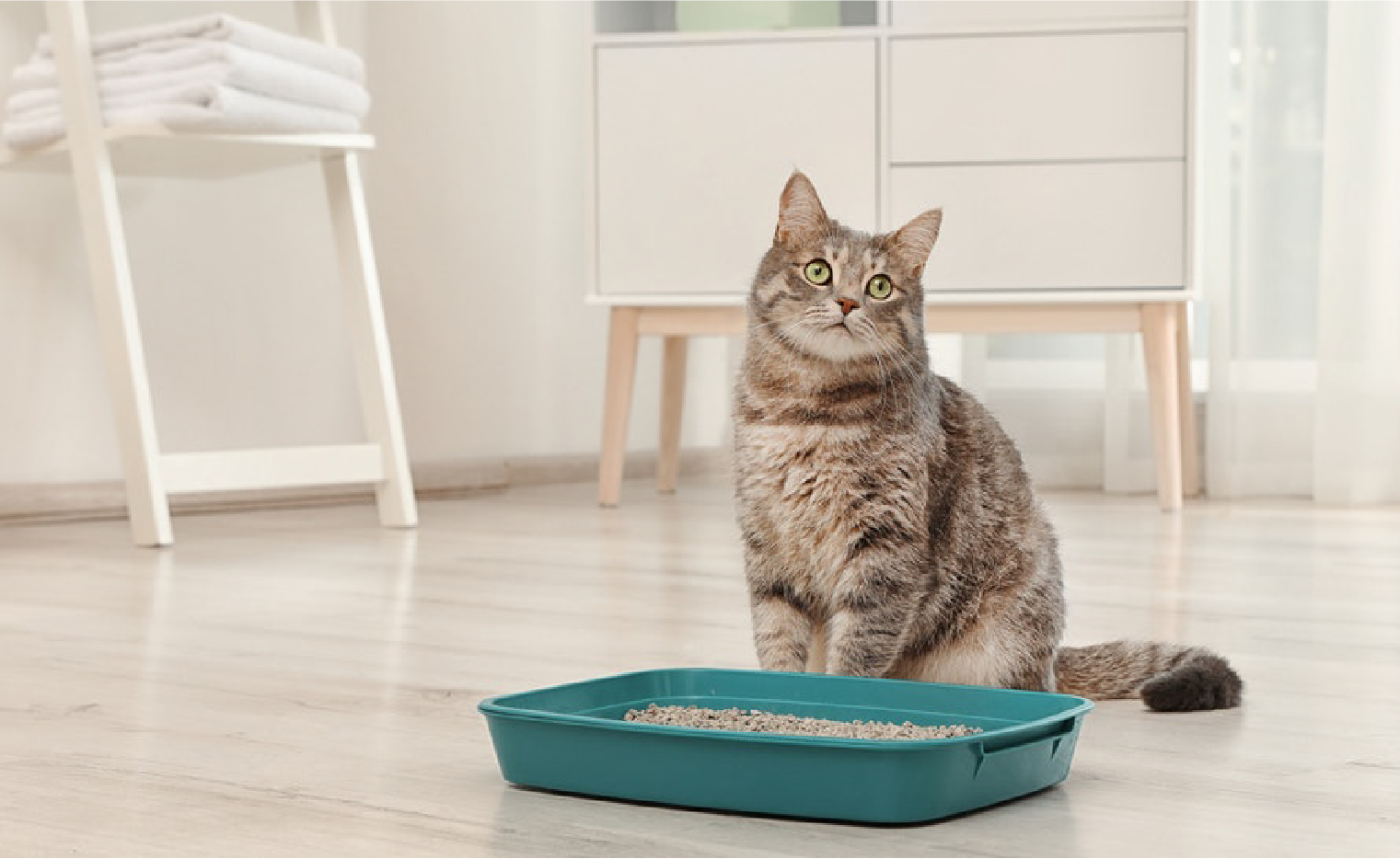 Arena para gatos